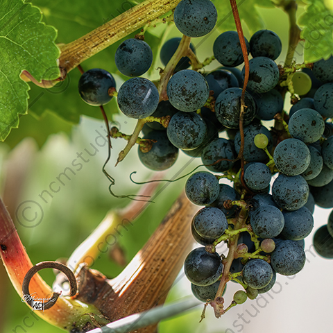 Vineyard grapes variety Cabernet-Sauvignon