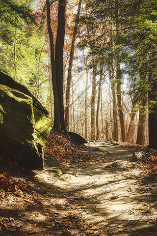 Nature Trail with sun spotting through