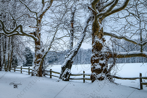 Sycamore trees in Winter