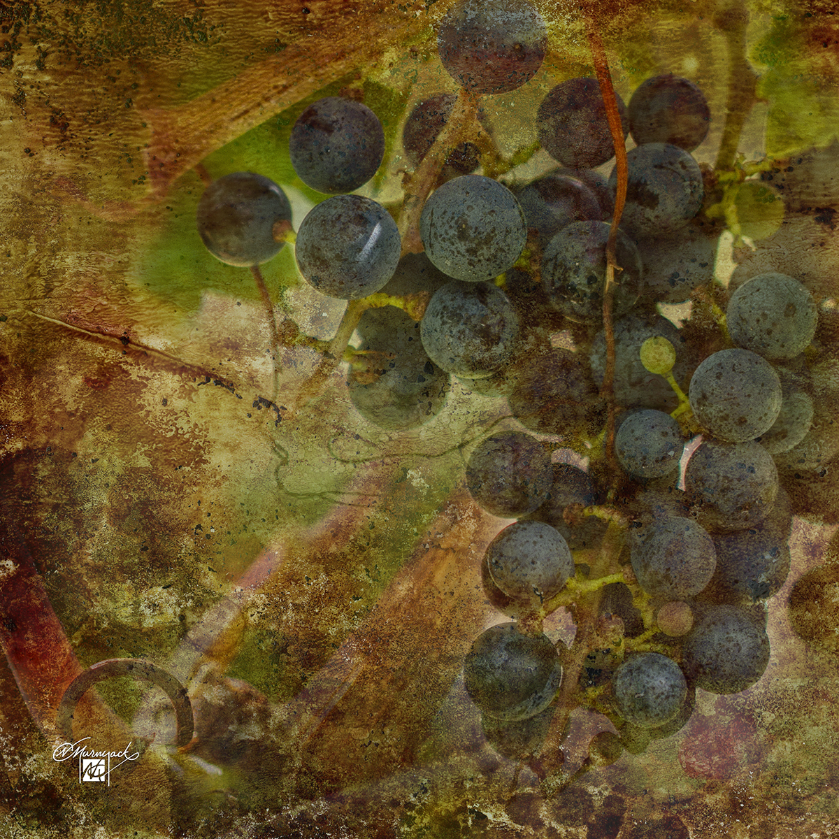 Vintage Sauvignon NCM Studio, Inc.