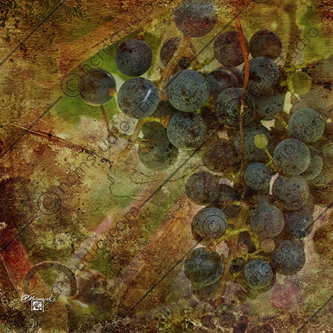 vintage grapes on the vine