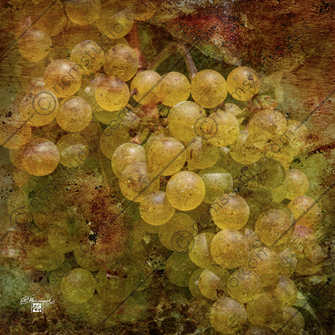 vintage chardonney grapes