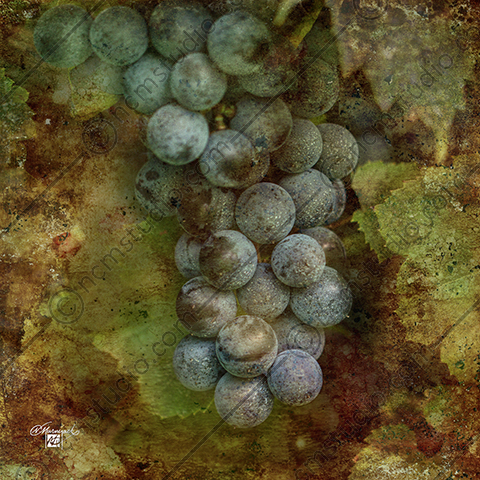 Concord Grapes on the Vine