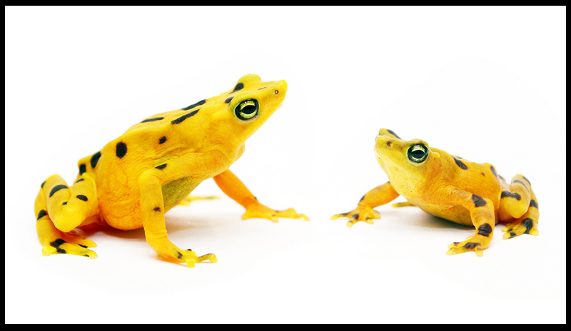 Golden Frog of Panama
