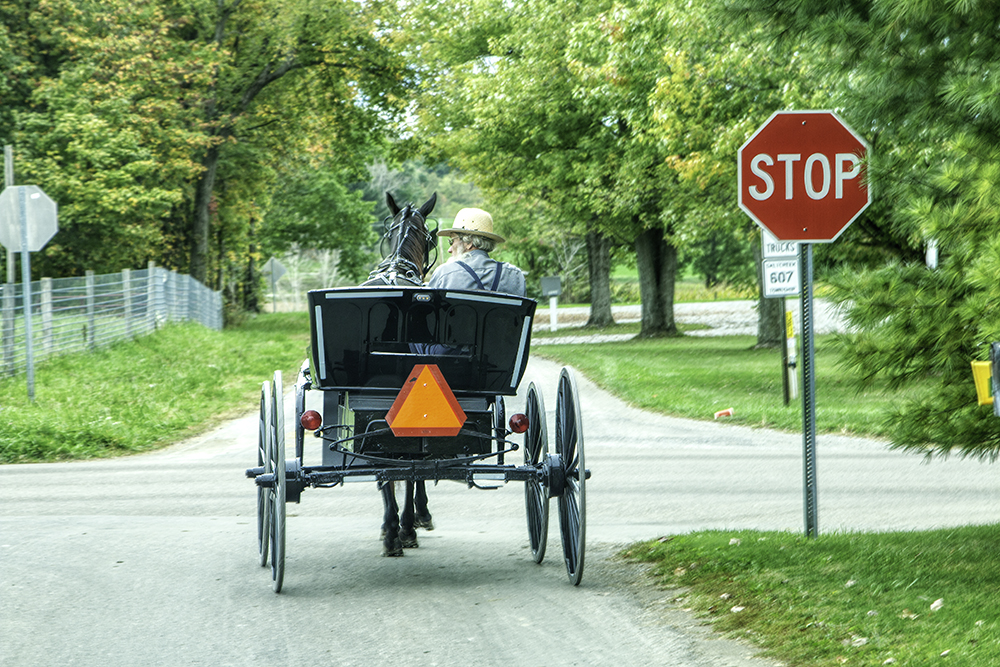 Ohio Amish man driving a buggy