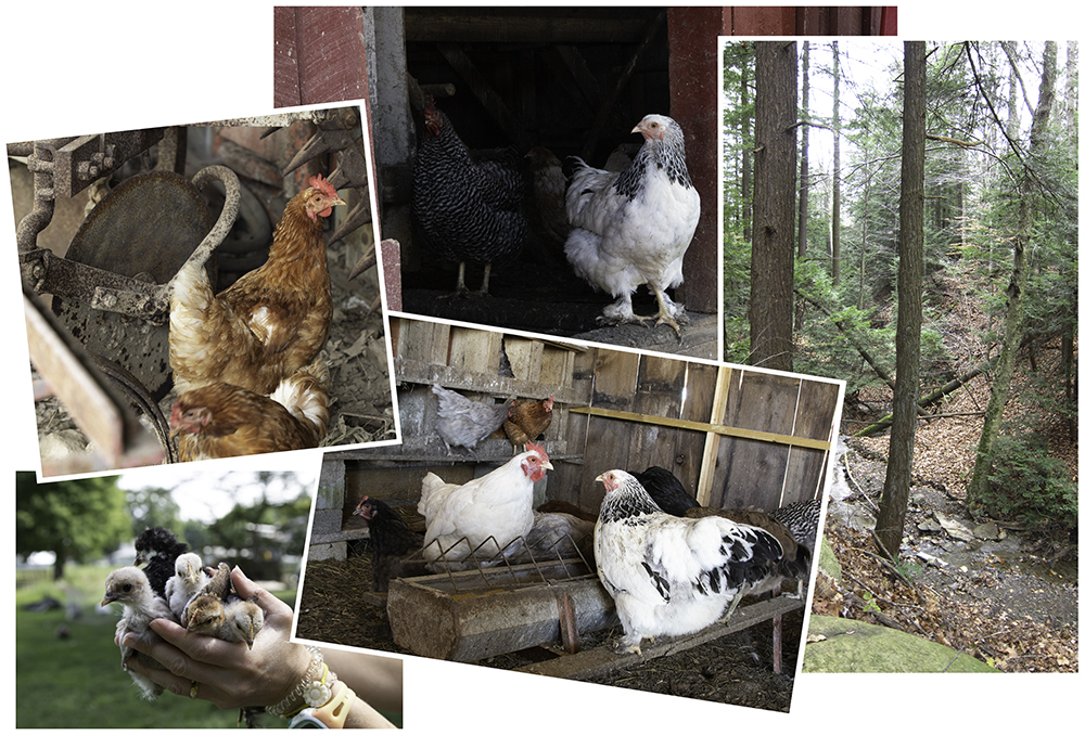 Selection of photos for Idle Gossip Altered Reality