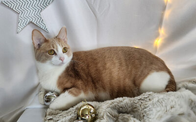 You and Your Pet Could Be Super Stars!