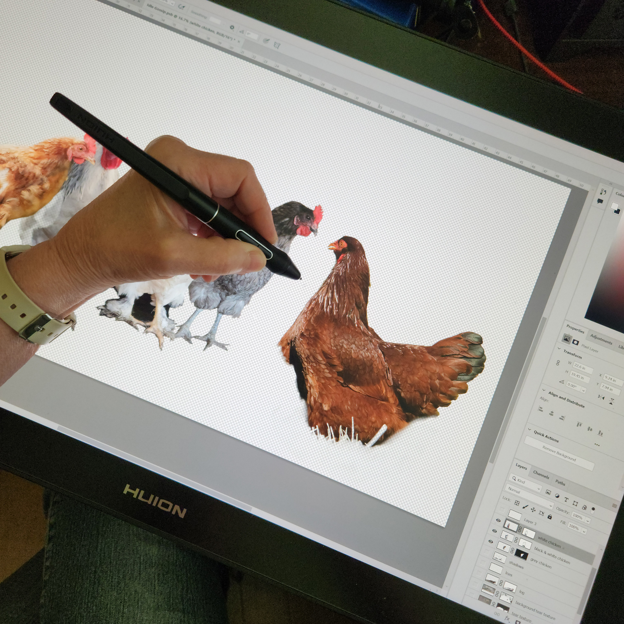 silhouetting the chickens for 'Idle Gossip' 