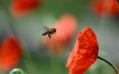 “The Pollinators”- 3rd Art in the Series