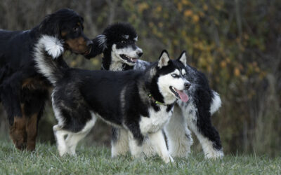 11 Tricks to Better Pet Photos You Can Use Now!
